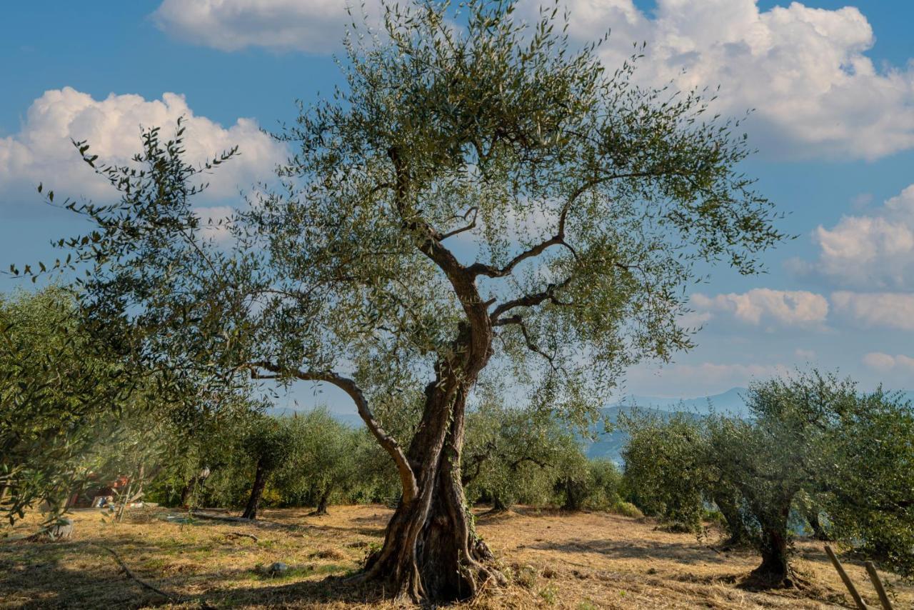 Casetta Maduneta Immersa In Un Oliveto Dolceacqua Dış mekan fotoğraf